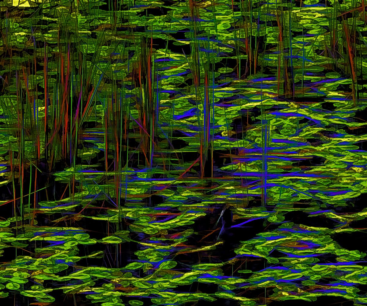 176 Duck on a Pond